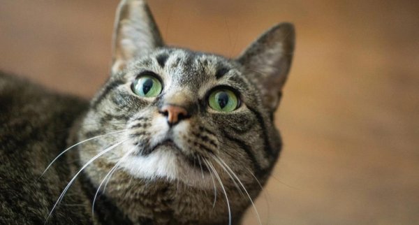 联富配资 猫咪抓痒毛掉光，皮肤病传染人？快查！